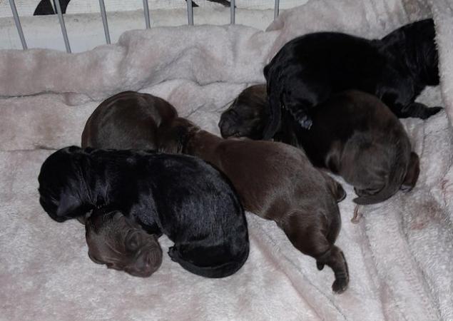 Image 3 of Cockerpoo Pups F1 (Miniture)Ready Now !