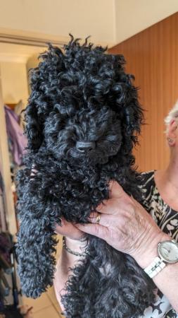 Image 8 of Charming F1B Cockapoo Puppies: 2 Bundles of Joy for sale
