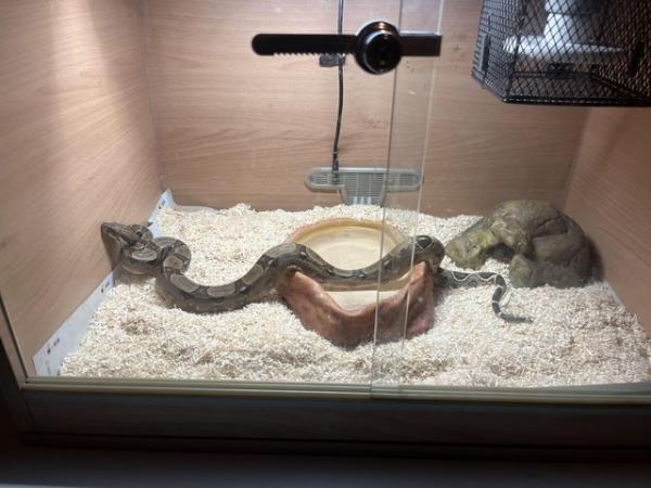 Image 4 of 9 month old male boa for sale