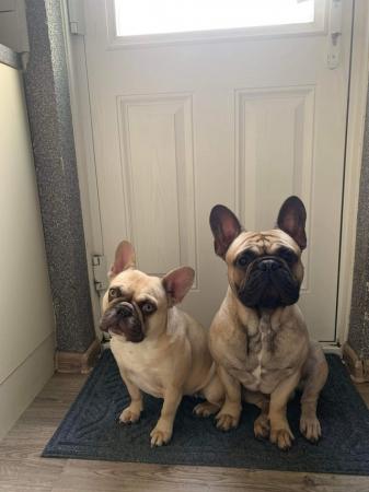 Image 7 of French Bulldogs puppies