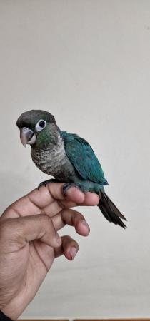 Image 3 of Handreared tame Green Cheek Conure for sale