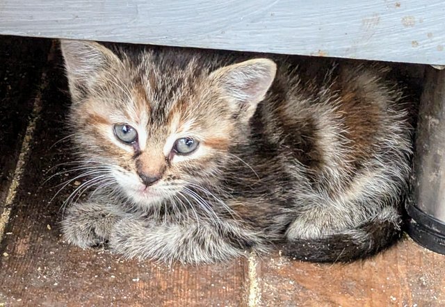 Image 5 of Two gorgeous tabby kittens