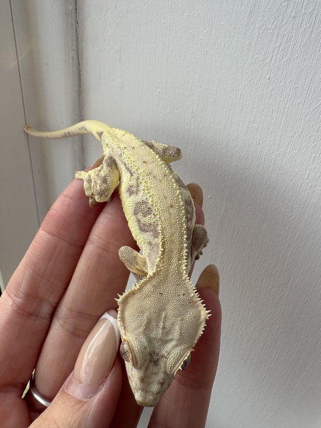 Red based Lily white crested gecko — photo 4 of 4