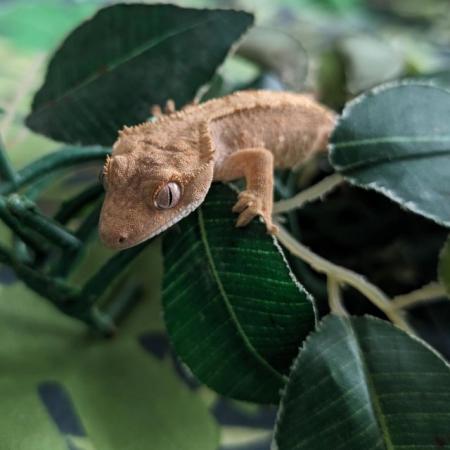 Image 5 of 4-5 month old crested geckos for sale