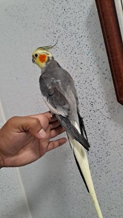 Image 4 of Silly hand tamed baby cockatiel for sale