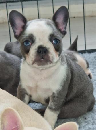 Image 2 of French bulldog pups READY now