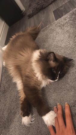 Image 1 of Beautiful ragdoll kittens for sale
