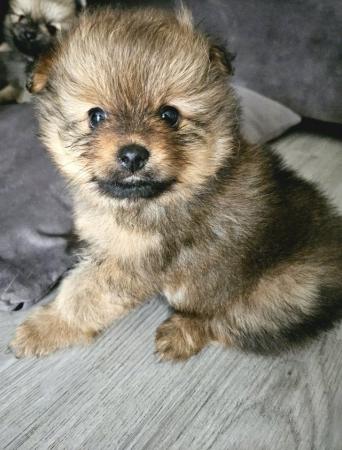 Image 2 of Adorable quality brindle Teddy bear face Pomeranian puppy