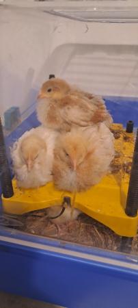 Image 4 of 23 days old Rhode Island red chick Roosters for Sale