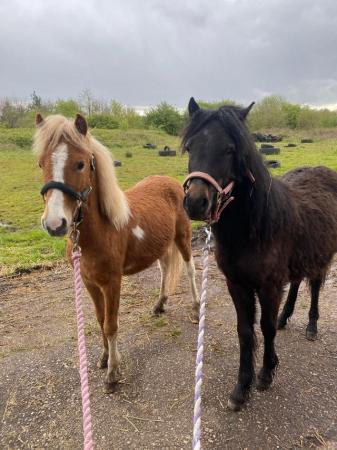 Image 32 of Pair of Cute Dartmoor Hill Ponies Future Kids Lead Reins.