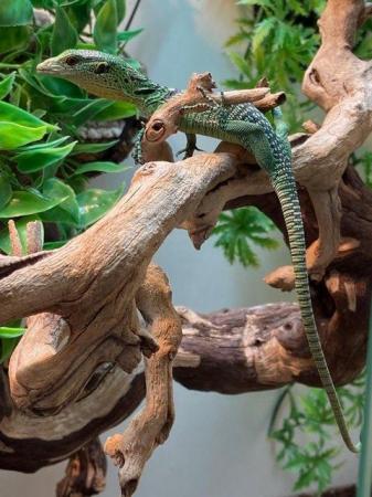 Image 2 of Monitor Lizards at Birmingham Reptiles
