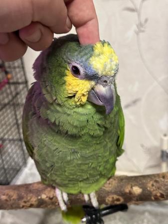Image 4 of Beautiful Orange Winged Amazon Parrot tame with cage