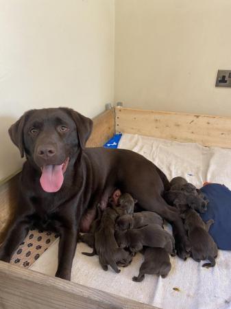 Image 1 of 10 Gorgeous Chocolate KC Dual Purpose Labrador puppies for s