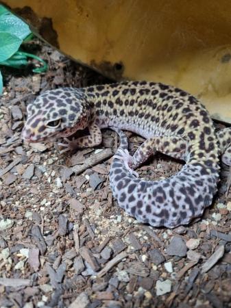 Image 3 of Beautiful Female Leopard Gecko