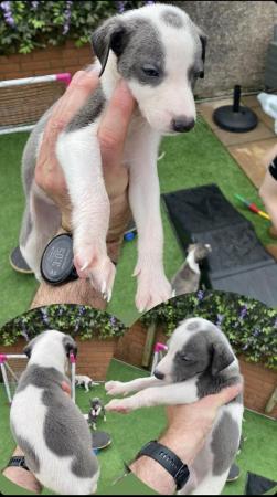 Image 6 of Stunning! Very well bred kc reg whippet pups