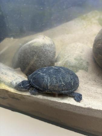 Image 6 of 2 musk turtles that need rehoming