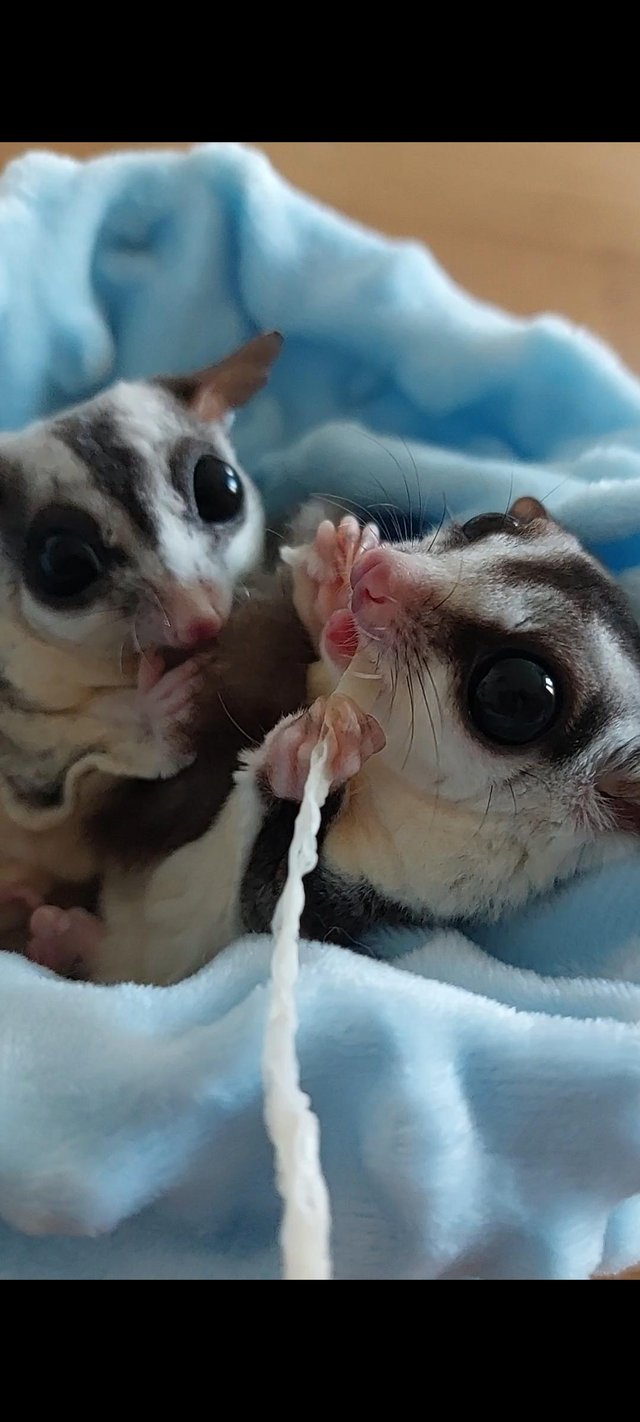 Sugar glider pair. Beautiful. 1 year 3 months — photo 4 of 4