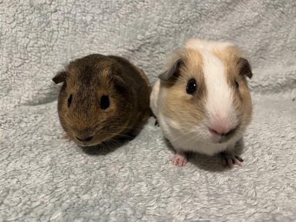 Image 7 of Male Guinea pigs for sale