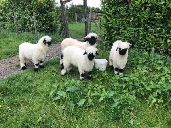 Image 3 of Valais Blacknose Ram Lambs available