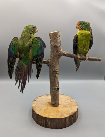 Image 3 of Taxidermy, Antique Collectables, Taxidermy Mounts,