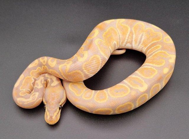 Preview of the first image of Banana GHI Male Ball Python 230306.