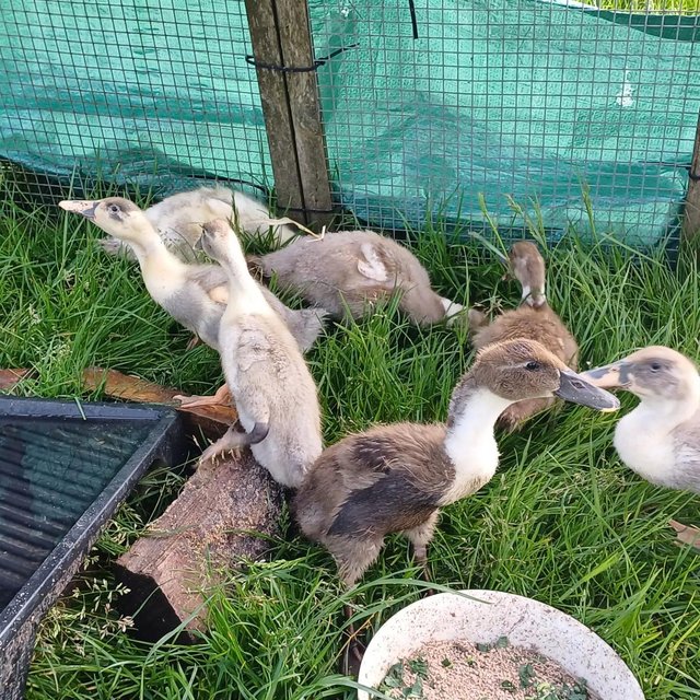 Preview of the first image of Gorgeous Indian Runner Ducklings.
