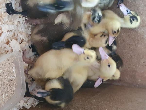 Image 1 of Indian Runner Ducks. Ready to leave! Unsexed £10 each