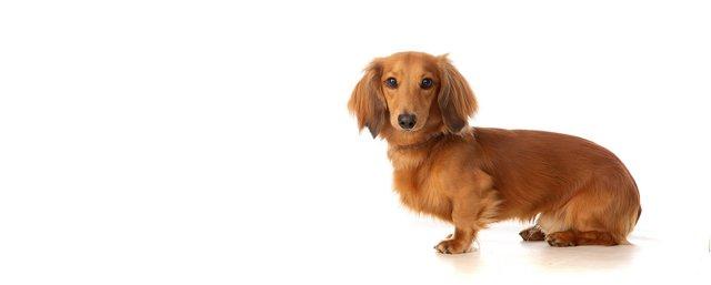 Image 3 of 3 year old Miniature Dachshund