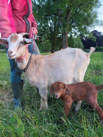 Image 2 of "Cammy" female doeling for sale