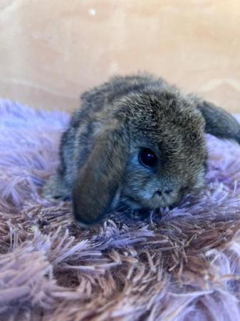 Image 5 of Baby Purebreed Mini Lops For Sale