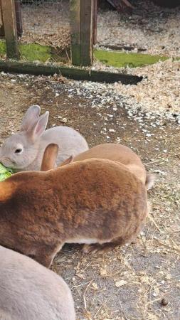 Image 4 of Farm Bred Young Mini Rex Bunnies for sale