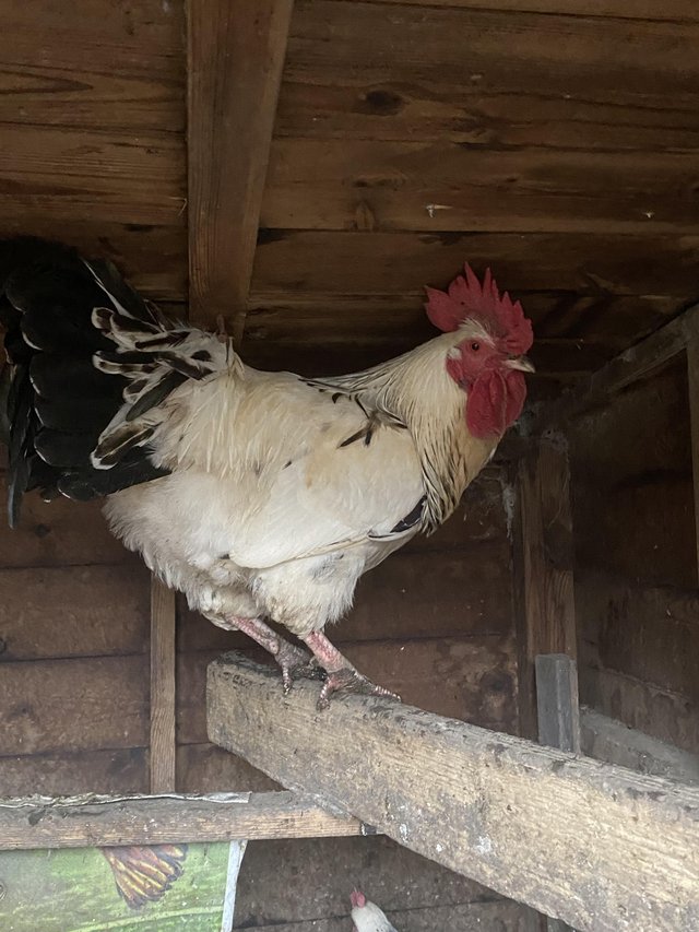 Preview of the first image of Light Sussex breeding cockerel.