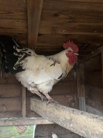 Image 1 of Light Sussex breeding cockerel
