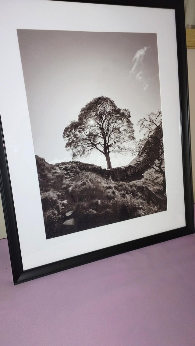 Preview of the first image of Large Sycamore gap photo picture.