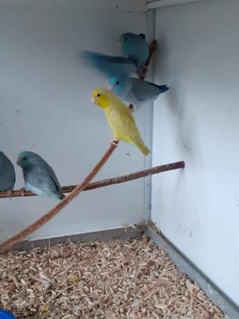 Image 5 of Young parrotlets all closed rung