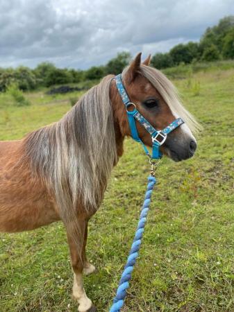 Image 41 of 10-13hh Lead Rein, Ridden Mare, Projects, Pets, Cobs, Welsh.