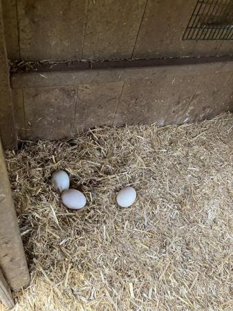 Image 2 of Shetland duck hatching eggs £2 each