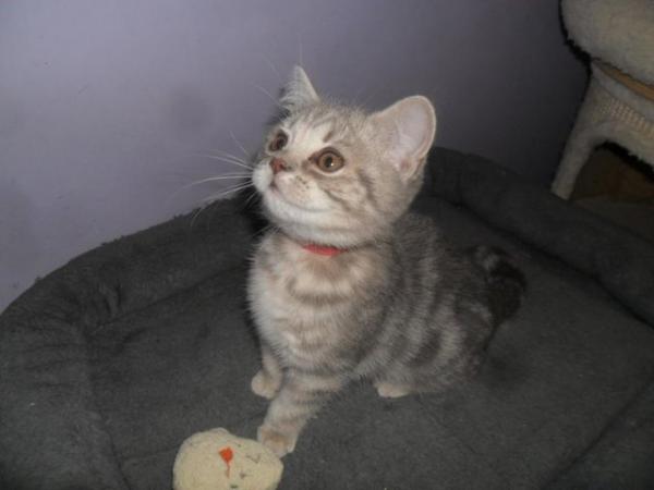 Image 6 of *READY NOW* British Shorthair Blue Female Kitten