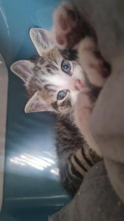 Image 6 of Kittens available to leave in 25th May 1 boy availabl
