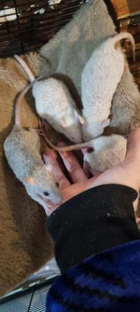 Image 6 of 100% tame baby rats. Guaranteed!!