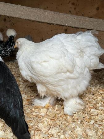 Image 2 of Silkies/polish/cochins/bantams POL hens 16 weeks