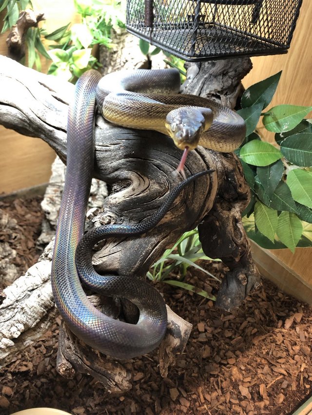 Preview of the first image of Various Other Snakes At Urban Exotics.