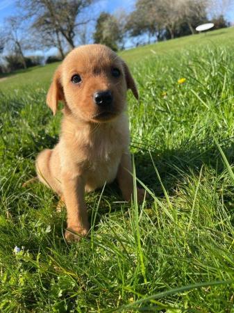 Image 16 of OUTSTANDING LITTER OF FOX RED AND YELLOW LABRADOR PUPPIES