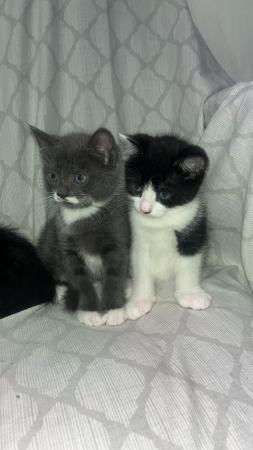 Image 1 of Beautiful Kittens looking for new homes available