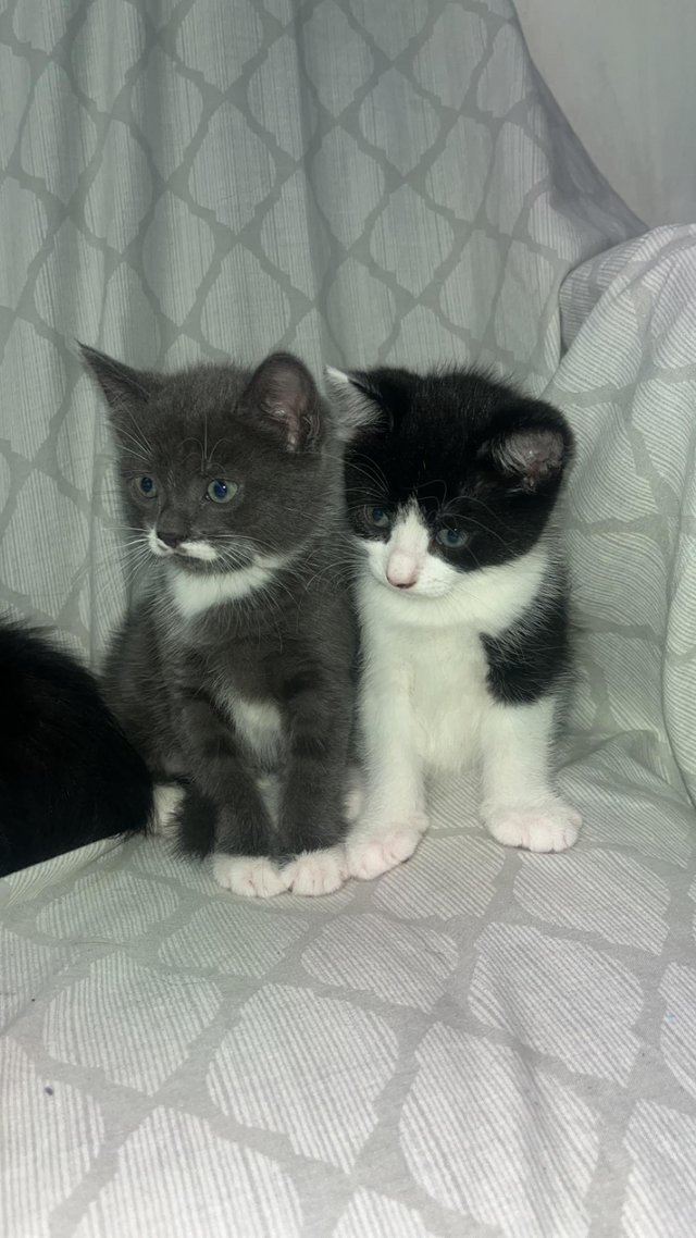 Preview of the first image of Beautiful Kittens looking for new homes.