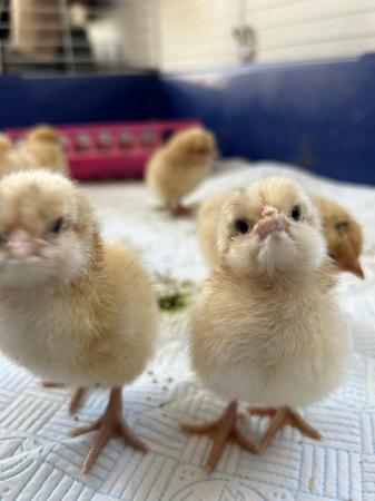 Image 6 of Beautiful Buff Orpington Chicks