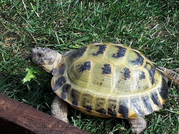 Image 4 of 6yr old male horse field tortoise