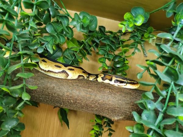 Image 1 of Royal/ball pythons for sale stunning snakes