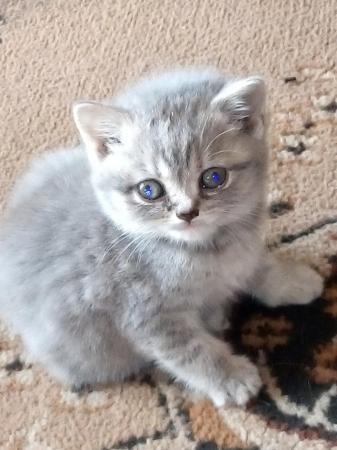 Image 2 of Stunning full British Shorthair kittens
