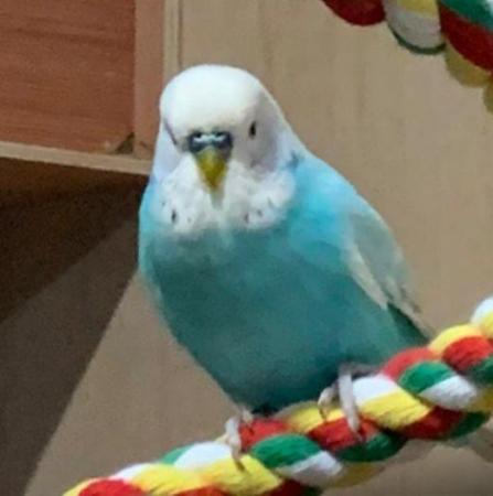Image 1 of Baby budgies and breeding pairs for sale